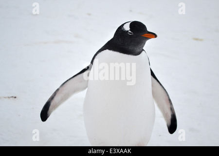 Gentoo Penguin-Porträt in der Antarktis Stockfoto