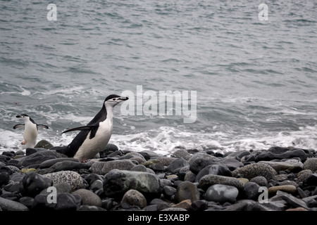 Kinnriemen Pinguin verlässt das Wasser und läuft entlang den Kiesstrand in der Antarktis. Stockfoto