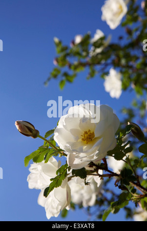 Weiß blühende Rosenbusch blüht im Juni in Finnland Stockfoto