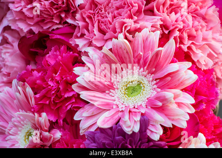 Rosa Chrysanthemen Blumen Hintergrund Stockfoto