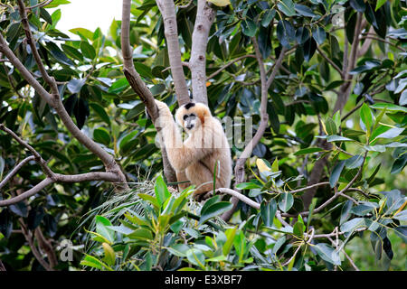 Northern weiße-cheeked Gibbon (Nomascus Leucogenys), erwachsenes Weibchen auf einem Baum, capive, Singapur Stockfoto