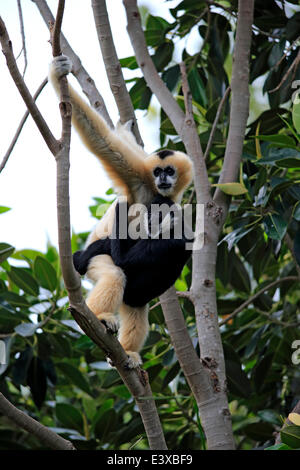 Nördlichen weißen Wangen Gibbons (Nomascus Leucogenys), erwachsenes Weibchen mit einem jungen Mann auf dem Baum, capive, Singapur Stockfoto