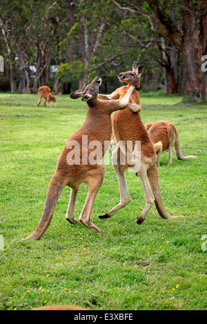 Roten Kängurus (Macropus Rufus), zwei Männchen, kämpfen, capive, South Australia Stockfoto