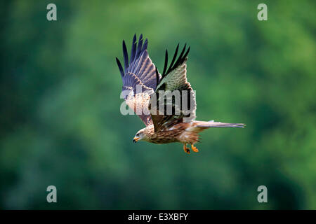 Rotmilan (Milvus Milvus), Erwachsene, fliegen, Eifel, Deutschland Stockfoto