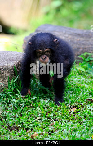 Schimpanse (Pan Troglodytes), jung, ursprünglich aus Afrika, capive, Singapur Stockfoto