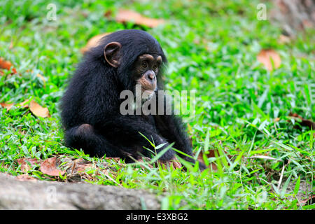 Schimpanse (Pan Troglodytes), jung, ursprünglich aus Afrika, capive, Singapur Stockfoto