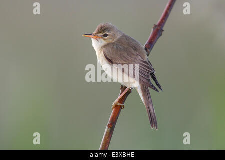 Marsh Warbler (Acrocephalus Palustris) thront auf einem Ast, Naturpark Dümmer, Niedersachsen, Deutschland Stockfoto