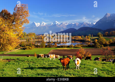 Kühe vor Uebeschisee See im Herbst, Berner Alpen Berge Eiger, Mönch und Jungfrau auf der Rückseite, Niesen
