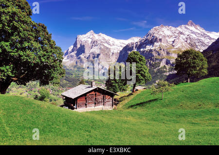 Alphütte über Grindelwald, Mt Wetterhorn auf der Rückseite, Grindelwald, Kanton Bern, Schweiz Stockfoto