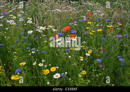 Blumenwiese mit Kornblumen (Centaurea Cyanus), Mais Marigold (Chrysanthemum Segetum), Meer Mayweed (Tripleurospermum Stockfoto