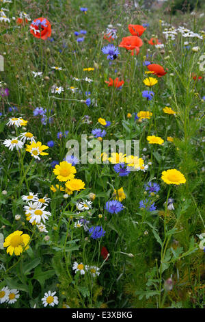 Blumenwiese mit Kornblumen (Centaurea Cyanus), Mais Marigold (Chrysanthemum Segetum), Meer Mayweed (Tripleurospermum Stockfoto