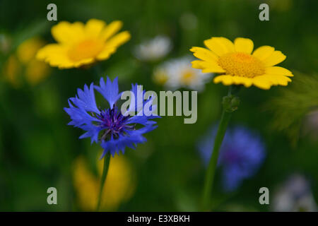 Kornblume (Centaurea Cyanus) und Mais Marigold (Chrysanthemum Segetum), Emsland, Niedersachsen, Deutschland Stockfoto