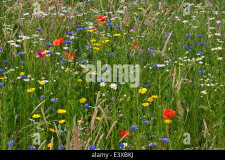 Blumenwiese mit Kornblumen (Centaurea Cyanus), Mais Marigold (Chrysanthemum Segetum), Meer Mayweed (Tripleurospermum Stockfoto