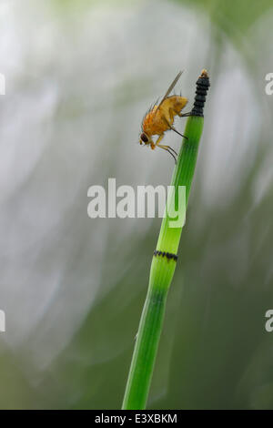 Wasser-Schachtelhalm (Equisetum fluviatile) mit gelben Dung fliegen (Scatophaga Stercoraria), Emsland, Niedersachsen, Deutschland Stockfoto