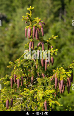 Gemeinsamen Fichte (Picea Abies), junge Zapfen, Niedersachsen, Deutschland Stockfoto