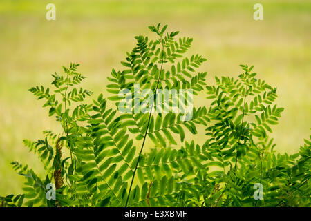 Königsfarn (Osmunda Regalis), NSG Barnbruch, Niedersachsen, Deutschland Stockfoto