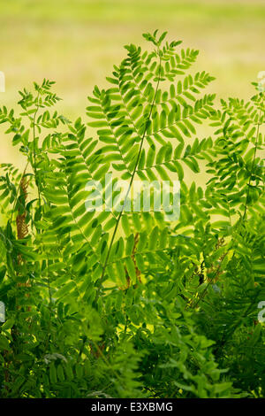 Königsfarn (Osmunda Regalis), NSG Barnbruch, Niedersachsen, Deutschland Stockfoto