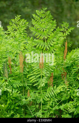 Königsfarn (Osmunda Regalis), fruchtbare braune Blätter und unfruchtbare grüne Blätter, NSG Barnbruch, Niedersachsen, Deutschland Stockfoto
