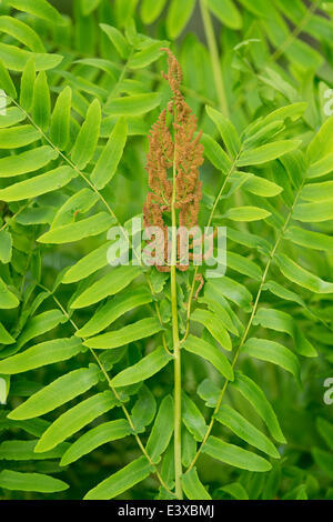 Königsfarn (Osmunda Regalis), fruchtbare braune Blätter und unfruchtbare grüne Blätter, NSG Barnbruch, Niedersachsen, Deutschland Stockfoto