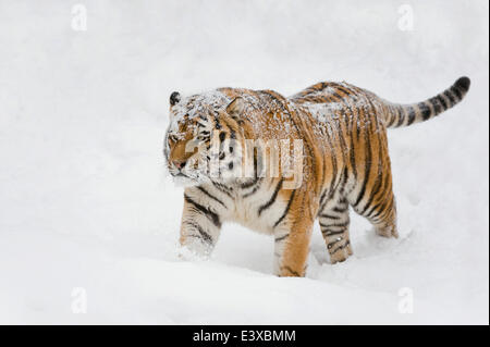 Sibirischer Tiger oder Amur-Tiger (Panthera Tigris Altaica) Wandern im Schnee, Gefangenschaft, Sachsen, Deutschland Stockfoto