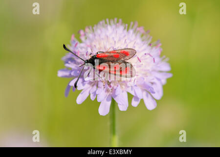 Schlanke Scotch Burnet (Zygaena Loti), Thüringen, Deutschland Stockfoto