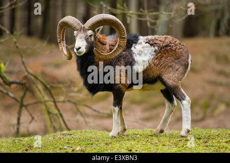 Europäischer Mufflon (Ovis Ammon Musimon), Ram, in Gefangenschaft, Sachsen, Deutschland Stockfoto