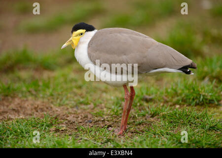 Maske Kiebitz (Vanellus Miles), Gefangenschaft, Sachsen-Anhalt, Deutschland Stockfoto