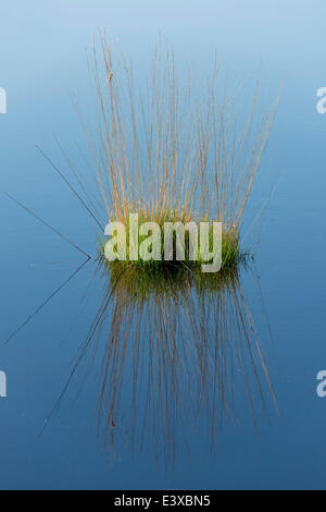 Lila Moor Grass (Molinia Caerulea), Goldenstedter Moor Naturschutzgebiet, Niedersachsen, Deutschland Stockfoto