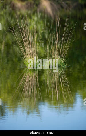 Lila Moor Grass (Molinia Caerulea), Goldenstedter Moor Naturschutzgebiet, Niedersachsen, Deutschland Stockfoto