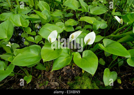 Arum (Calla Palustris) Moor, Niedersachsen, Deutschland Stockfoto