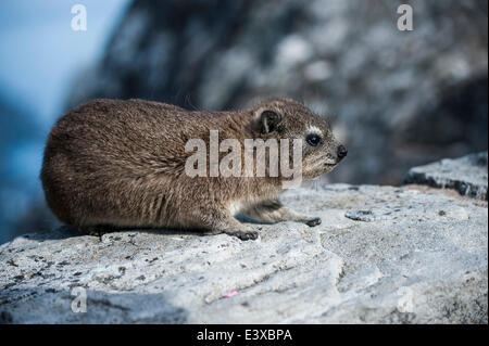 Rock Hyrax oder Dassi (Procavia Capensis), Tafelberg, Western Cape, Südafrika Stockfoto