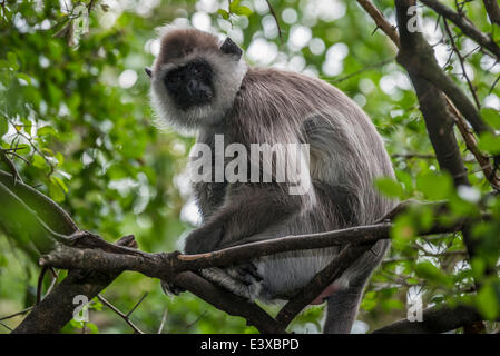 Northern Plains grau Languren (Semnopithecus Entellus), Gefangenschaft, Provinz Western Cape, Südafrika Stockfoto