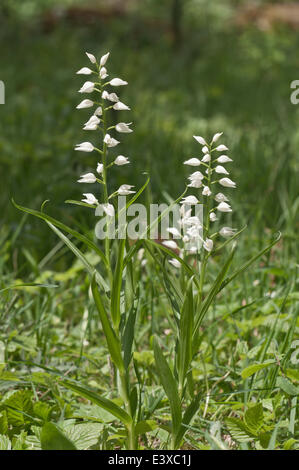 Schwert-leaved Helleborine (Cephalanthera Longifolia), Schwarzwald, Baden-Württemberg, Deutschland Stockfoto