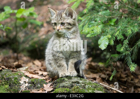 Junge Wildkatze (Felis Silvestris), Kätzchen, Tiergehege, Nationalpark Bayerischer Wald, Bayern, Deutschland Stockfoto