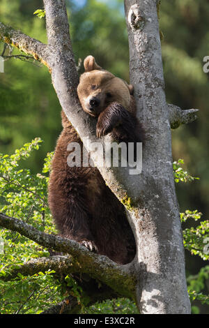 Braunbär (Ursus Arctos) auf einem Baum in einem Tiergehege, Bayern, Deutschland Stockfoto