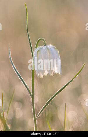 Schlange den Kopf Fritillary oder Schach Blume (Fritillaria Meleagris), Nordhessen, Hessen, Deutschland Stockfoto