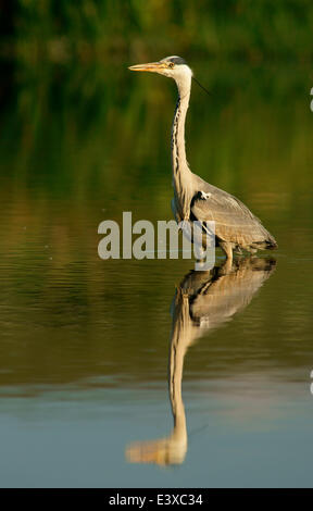 Graureiher (Ardea Cinerea), Mecklenburg-Western Pomerania, Deutschland Stockfoto