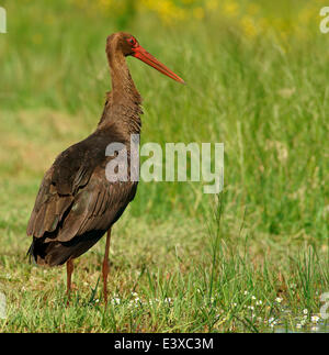 Schwarzstorch (Ciconia Nigra), Mecklenburg-Western Pomerania, Deutschland Stockfoto