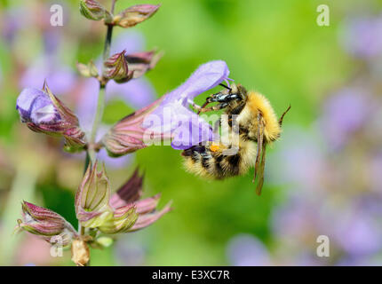 Braun Hummel (Bombus Pascuorum) Arbeitsbiene sammeln Nektar auf einer Sage Blume (Salvia Triloba, Salvia Officinalis) Stockfoto