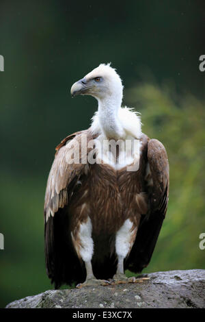 Gänsegeier (abgeschottet Fulvus), Erwachsene, auf einem Felsen, Gefangenschaft, Europa Stockfoto