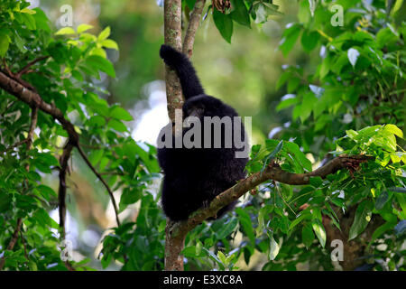 Siamang (Symphalangus Syndactylus), Männchen auf einem Baum gefangen, Singapur Stockfoto