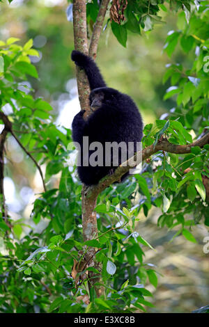 Siamang (Symphalangus Syndactylus), Männchen auf einem Baum gefangen, Singapur Stockfoto