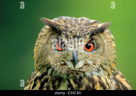Eurasische Adler-Eule (Bubo Bubo), Erwachsener, Eifel, Deutschland Stockfoto