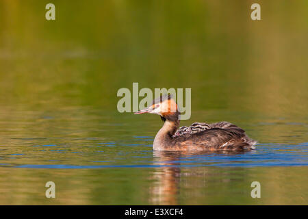 Haubentaucher (Podiceps Cristatus) mit zwei Küken im Gefieder, auf Wasser, Nordhessen, Hessen, Deutschland Stockfoto