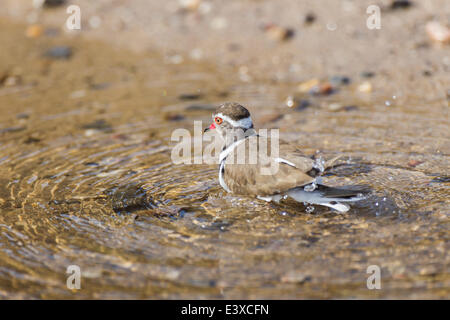 Drei-banded Regenpfeifer (Charadrius Tricollaris), Kaokoland, Kunene Region, Namibia Stockfoto