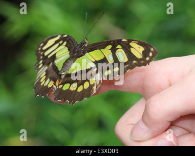 Malachit Schmetterling (Siproeta Stelenes) posiert auf einem Finger eines kleinen Kindes Stockfoto