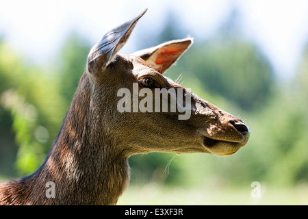 Gesichts Kopf Bildniss eines weiblichen Rothirsch (Cervus Elaphus), Oberbayern, Deutschland, Europa. Stockfoto
