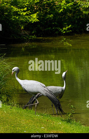 Blaue Kräne (Anthropoides Paradisea) am Rand des Wassers, Hellabrunn Zoo, München, Oberbayern, Deutschland, Europa. Stockfoto