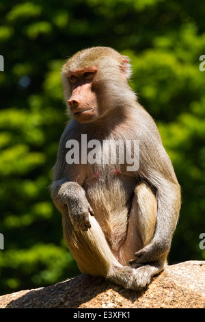 Pavian (Papio Hamadryas) weiblich, sitzen auf Felsen, Hellabrunn Zoo, München, Oberbayern, Deutschland, Europa. Stockfoto