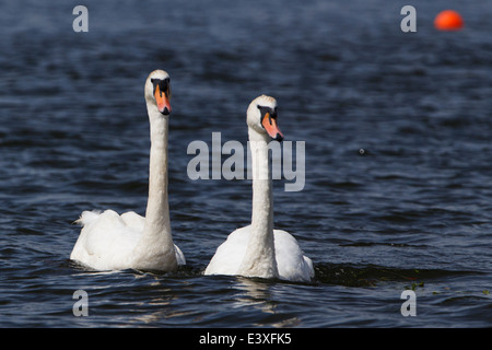 Weiße Höckerschwäne gleiten entlang dem Fluss Stour in Christchurch, Dorset, England Stockfoto